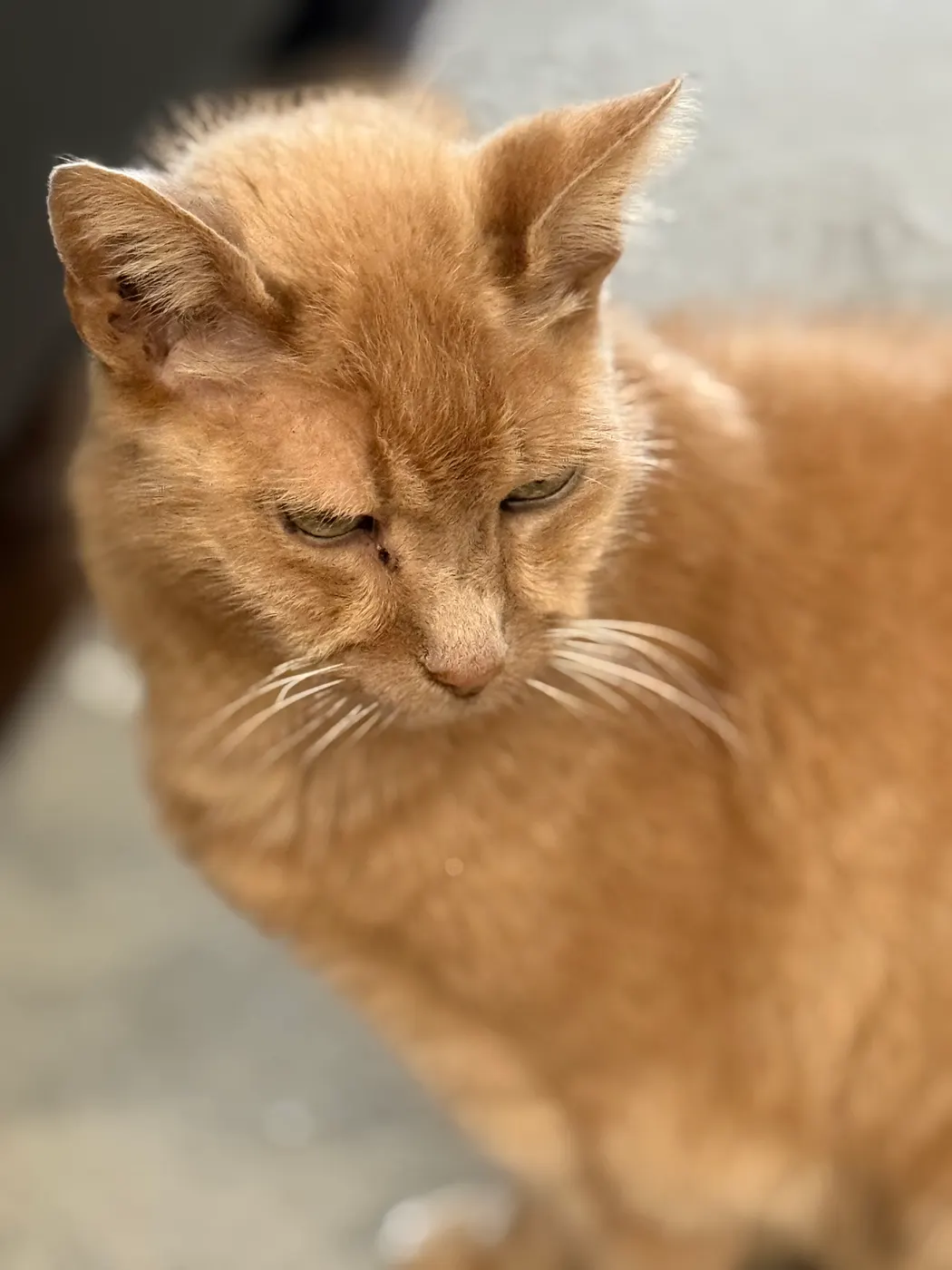 Orange tabby cat being visited at home