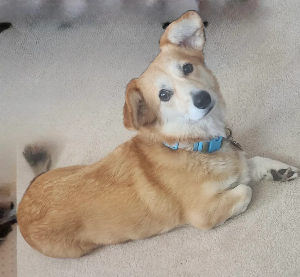 Corgi puppy cared for by Paws Up Pet Sitting