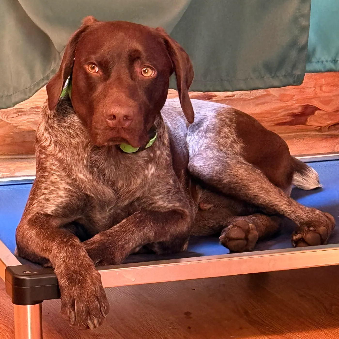 Dog relaxing at home during an in-home pet sitting visit in Medford