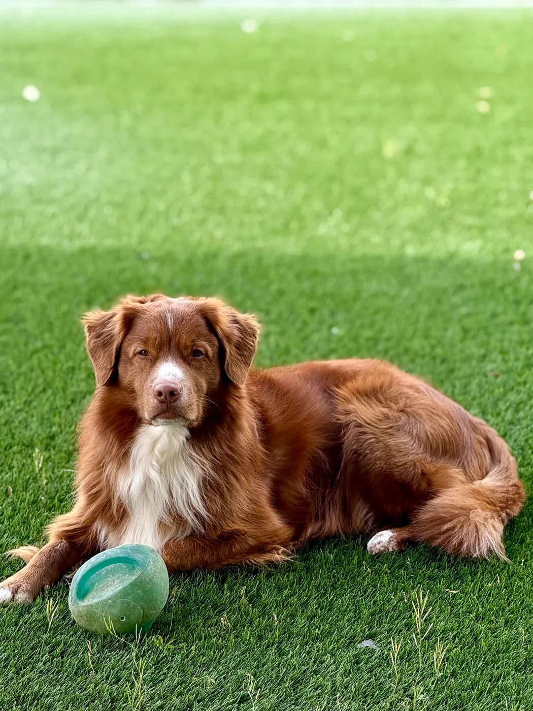 Happy dog enjoying the outdoors in Medford, Oregon