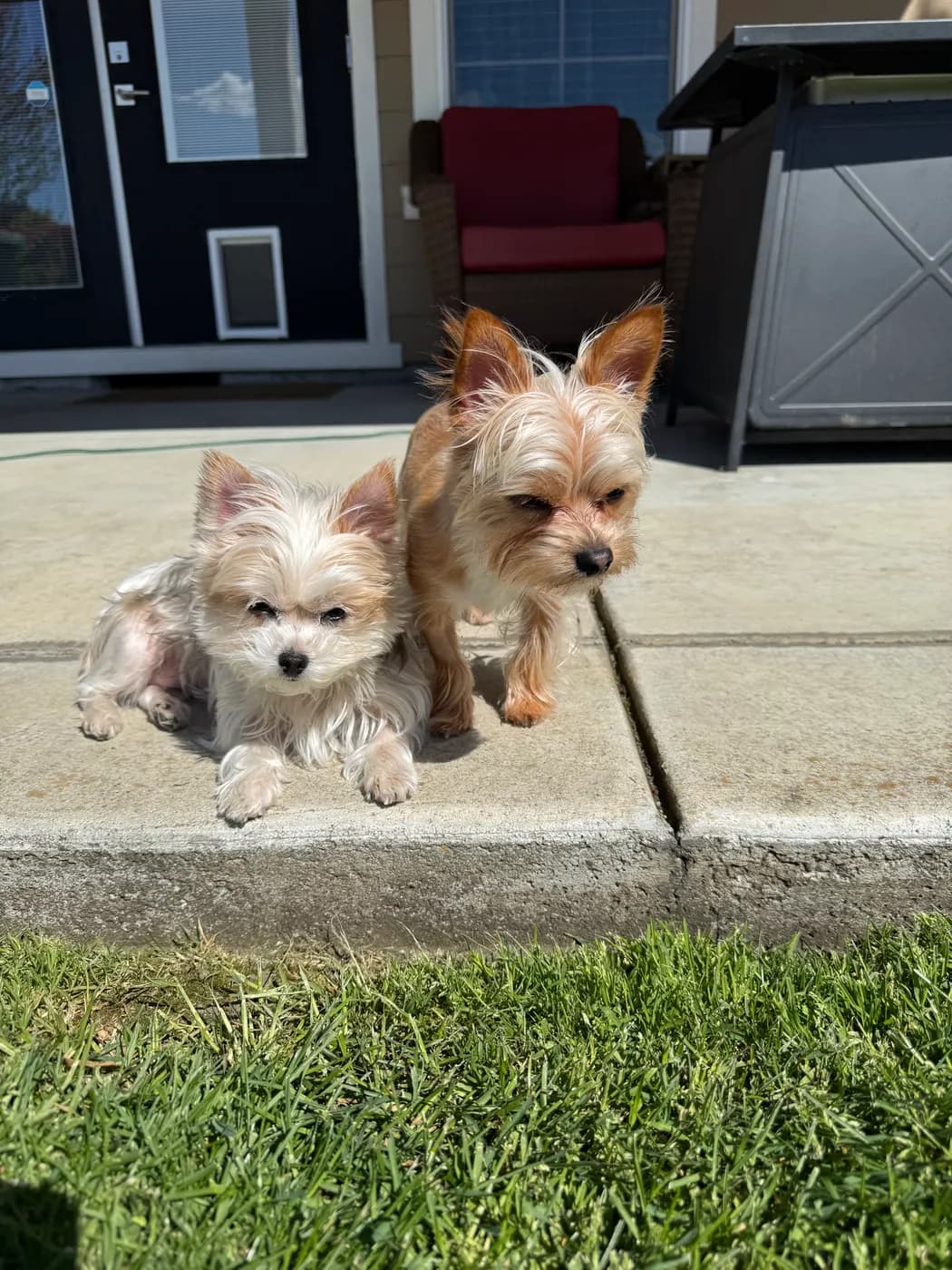 Two terriers out for a walk on a sunny day