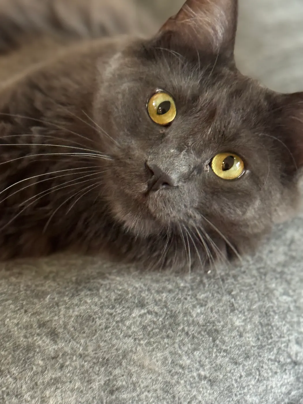 Cat relaxing at home during a Paws Up cat visit