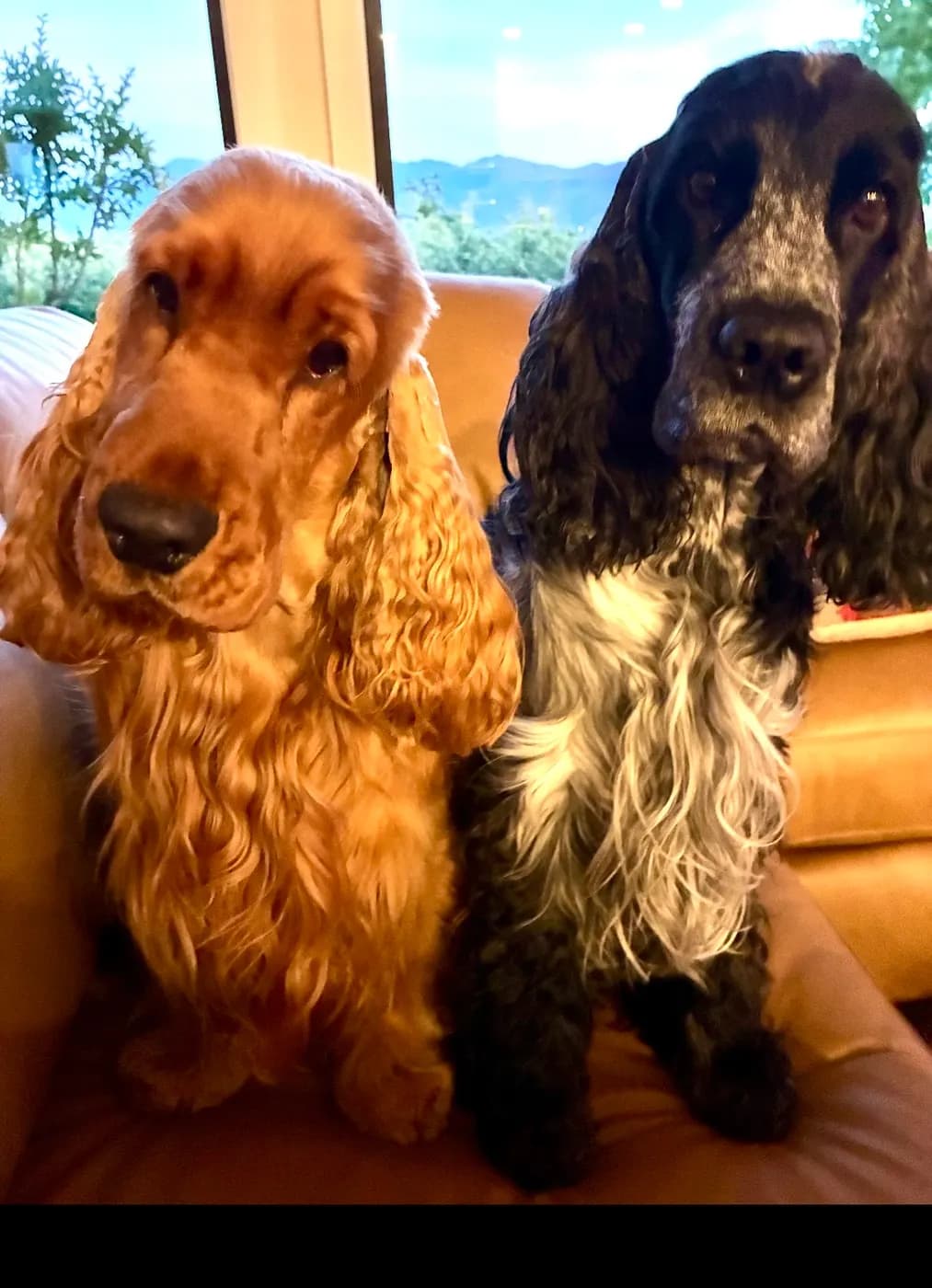 Two spaniels relaxing together on a couch at home