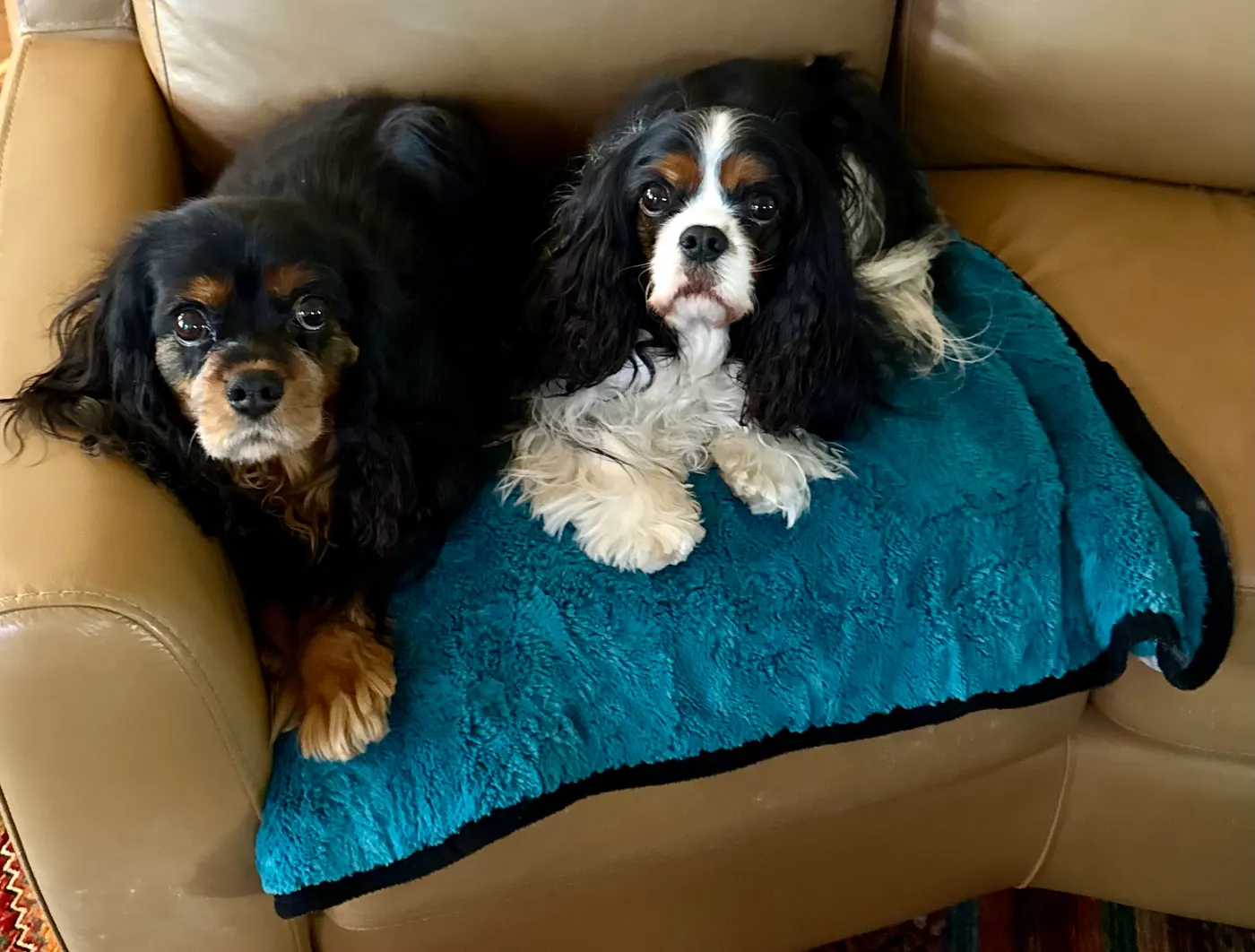 Two dogs comfortable at home during pet sitting