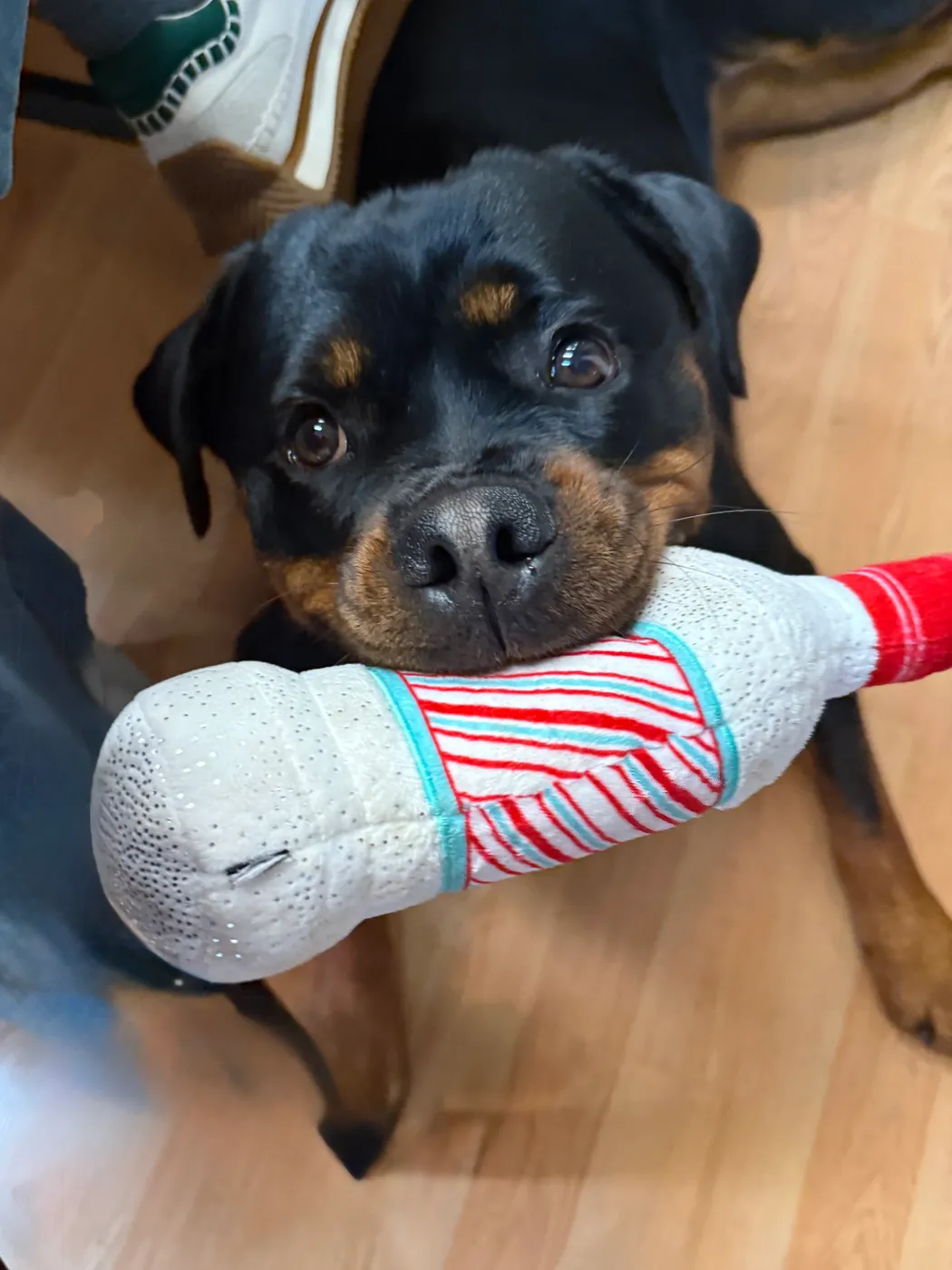 Puppy cared for at home by a Medford pet sitter